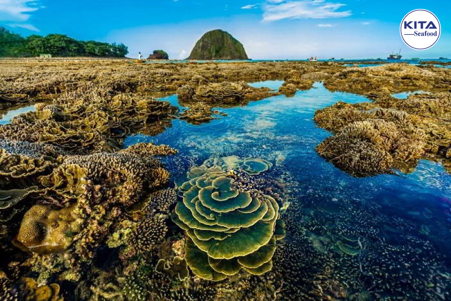 san ho ganh yen quang ngai