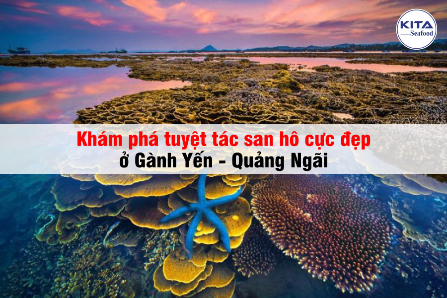 Khám Phá Tuyệt Tác San Hô Cực Đẹp Ở Gành Yến - Quảng Ngãi