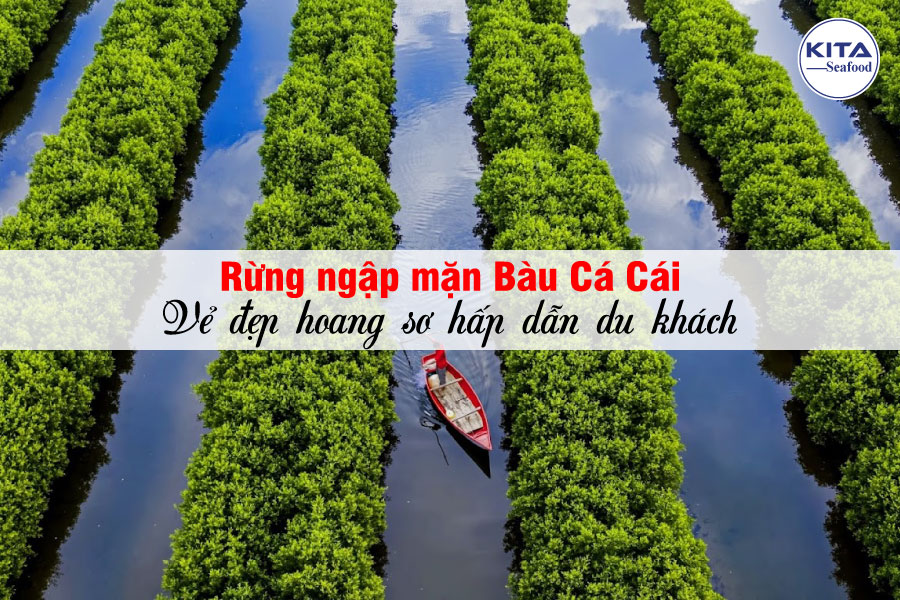Rừng Ngập Mặn Bàu Cá Cái - Vẻ Đẹp Hoang Sơ Hấp Dẫn Du Khách